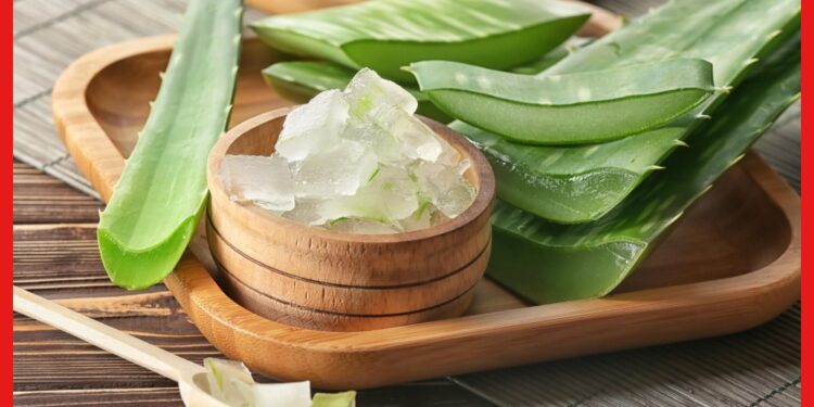 Aloe Vera business: প্রতি মাসে অর্থ উপার্জন, অ্যালোভেরা জেল তৈরির ব্যবসায় ইনভেস্টমেন্ট কত?