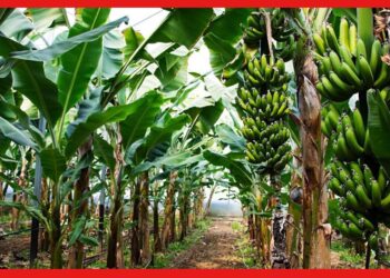 Banana cultivetion: শীতেই  লাভজনক কলা গাছের চারা রোপন করুন, ফল পাবেন হাতেনাতে
