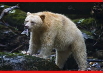 Bear census: রাজ‍্যে প্রথমবার, যে পদ্ধতিতে ভালুক গণনা করবে বনদপ্তর চমকে যাবেন আপনিও