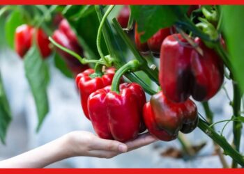 CAPSICUM GROWING GUIDE: টবেই ফলবে রঙবেরঙের ক্যাপসিকাম, ব্যবহার করুন হাইড্রোপনিক পদ্ধতি