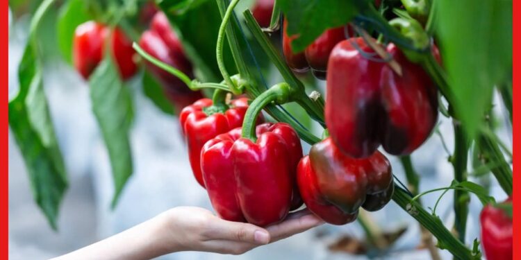 CAPSICUM GROWING GUIDE: টবেই ফলবে রঙবেরঙের ক্যাপসিকাম, ব্যবহার করুন হাইড্রোপনিক পদ্ধতি