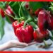 CAPSICUM GROWING GUIDE: টবেই ফলবে রঙবেরঙের ক্যাপসিকাম, ব্যবহার করুন হাইড্রোপনিক পদ্ধতি