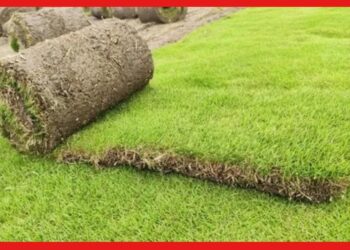 Carpet grass: লাভদায়ক ও ঝুঁকিহীন, কার্পেট ঘাস চাষ করে কিভাবে লাখপতি হচ্ছেন চাষিরা?