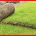 Carpet grass: লাভদায়ক ও ঝুঁকিহীন, কার্পেট ঘাস চাষ করে কিভাবে লাখপতি হচ্ছেন চাষিরা?