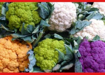Cauliflower: রেনবো ফুলকপি চাষে খরচ সমান, তবে লাভ দ্বিগুণ, আগ্রহ বাড়ছে কৃষকদের