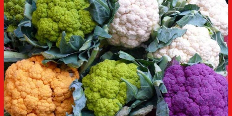 Cauliflower: রেনবো ফুলকপি চাষে খরচ সমান, তবে লাভ দ্বিগুণ, আগ্রহ বাড়ছে কৃষকদের