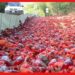 Christmas Island red crab: লাল কাঁকড়ার জন্য ভিআইপি রাস্তা, যেখানে মানুষ চলা বারণ!