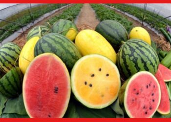 Colourful Watermelon: খাবেন তরমুজ অথচ স্বাদ পাবেন স্ট্রবেরি আনারসের মতো! কোথায় ফলছে এমন ফল?
