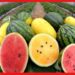 Colourful Watermelon: খাবেন তরমুজ অথচ স্বাদ পাবেন স্ট্রবেরি আনারসের মতো! কোথায় ফলছে এমন ফল?