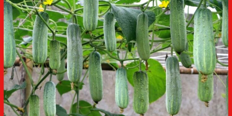 Cucumber cultivetion: শীতে শসা চাষ করুন, লাভ দেখে আপনি অবাক হবেন