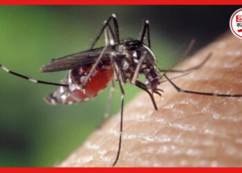 Dengue Death: ত্রাসের নাম ডেঙ্গি, ফের আক্রান্তের মৃত্যু বেলেঘাটা আইডিতে