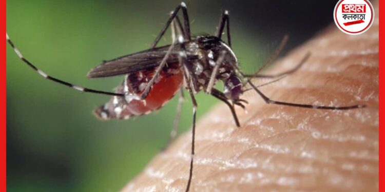 Dengue Death: ত্রাসের নাম ডেঙ্গি, ফের আক্রান্তের মৃত্যু বেলেঘাটা আইডিতে