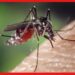 Dengue Death: ত্রাসের নাম ডেঙ্গি, ফের আক্রান্তের মৃত্যু বেলেঘাটা আইডিতে