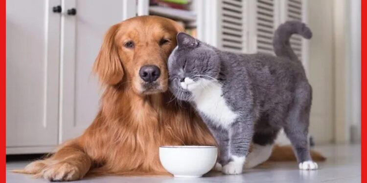 Domesticanimals: বাস্তুমতে বাড়িতে পোষ্য থাকার গুন অনেক, কুকুর, খরগোস, মাছ থাকলে তো কথাই নেই