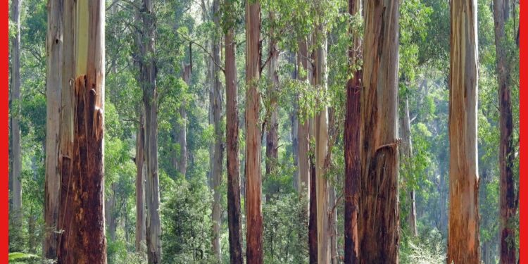 Eucalyptus Farming: জানুন ইউক্যালিপটাস চাষের পদ্ধতি, বাড়তি খরচ ছাড়াই হাতে আসবে ৭০ লক্ষ!