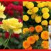 Winter Flower: শীতে গোলাপ আর গাঁদা চাষে বিশাল লাভ, সঠিক উপায়ে তৈরি করুন বাগান
