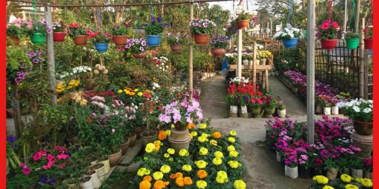 Plant Nursery Business: শীতে করুন নার্সারির ব্যবসা, সামান্য ইনভেস্টমেন্টে প্রচুর লাভ