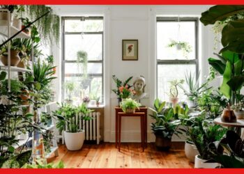 Gardening Tips: স্বল্প খরচে বাড়ি সাজানোর উপায়, বাড়বে পজিটিভ এনার্জি, আনুন এই গাছগুলি
