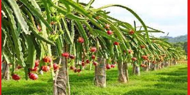 Dragon fruit cultivetion: লাভের মুখ দেখতে ধান ও আলু ছেড়ে করুন এই ফলের চাষ, হবে লক্ষ্মীলাভ