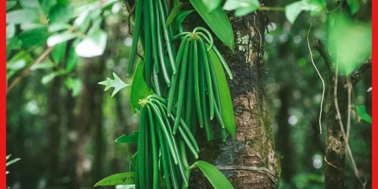 Vanilla Farming: ভ্যানিলা চাষে ভাগ্য ফিরবে কৃষকদের, প্রতি কেজি বিকোবে ৫০ হাজারে