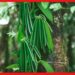 Vanilla Farming: ভ্যানিলা চাষে ভাগ্য ফিরবে কৃষকদের, প্রতি কেজি বিকোবে ৫০ হাজারে