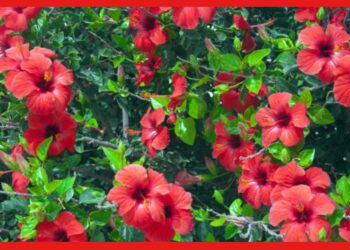 Hibiscus: বাড়িতেই পাবেন সাজি ভরা ফুল! এই বিশেষ উপায়ে করুন জবা চাষ