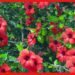 Hibiscus: বাড়িতেই পাবেন সাজি ভরা ফুল! এই বিশেষ উপায়ে করুন জবা চাষ