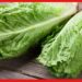 Lettuce: হার্ট থাকবে সুস্থ, মন হবে তরতাজা! বাড়ির টবে রাখুন এই সামান্য শাক