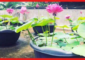Lotus farming: টবেই ফুটবে পদ্ম, শোভা বাড়বে ব্যালকনির! এই সোজাসাপ্টা পদ্ধতি জানেন তো?