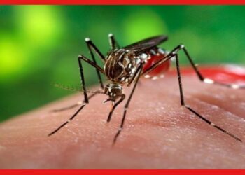 Dengue Situation: সরকারি হাসপাতালেই মশার লার্ভা! ডেঙ্গি নিয়ে চিন্তা বাড়াচ্ছে কলকাতা
