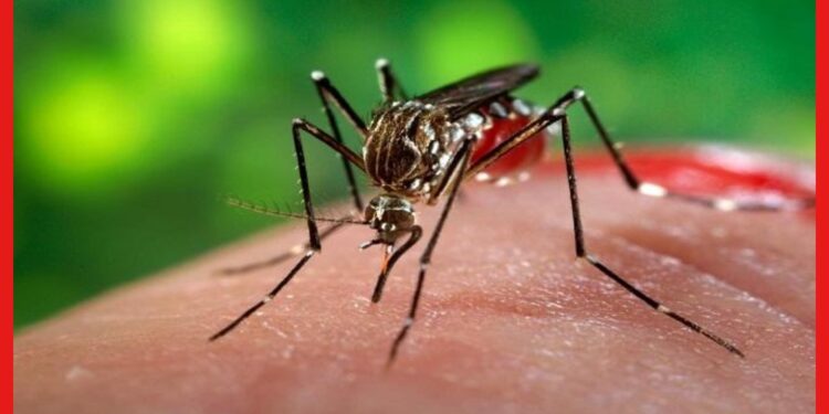 Dengue Situation: সরকারি হাসপাতালেই মশার লার্ভা! ডেঙ্গি নিয়ে চিন্তা বাড়াচ্ছে কলকাতা