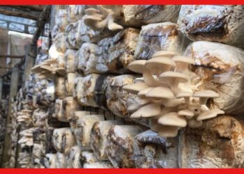 Mushroom Farming: মাত্র ৫ হাজার টাকা দিয়ে করুন মাশরুমের ব্যবসা, কম বিনিয়োগে প্রচুর লাভ