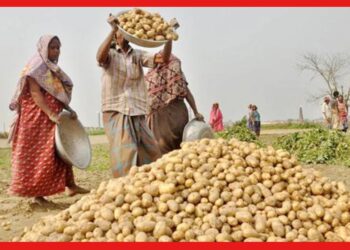 Potato Farming: আলুর ফলন বেশি হবে কী ভাবে? কৃষক বন্ধুরা শুনছেন !
