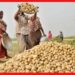 Potato Farming: আলুর ফলন বেশি হবে কী ভাবে? কৃষক বন্ধুরা শুনছেন !