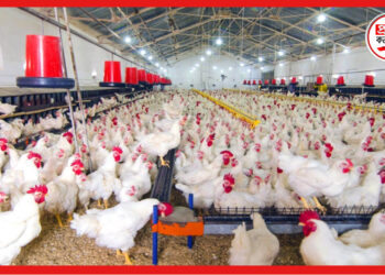 Poultry business: চাহিদা বাড়ছে দিন দিন, মুখে চওড়া হাসি পোলট্রি ব্যবসায়ীদের