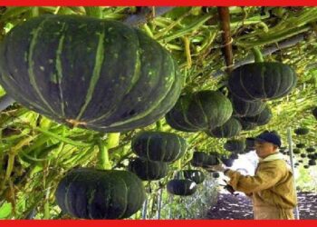 Pumpkin cultivetion: এভাবে কুমড়ো চাষ করুন, লাভ পাবেন হাতেনাতে
