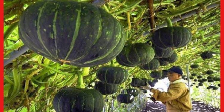 Pumpkin cultivetion: এভাবে কুমড়ো চাষ করুন, লাভ পাবেন হাতেনাতে