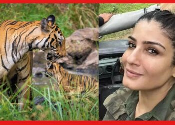 Raveena Tandon: জঙ্গল সাফারির ভিডিও শেয়ার করে বিপাকে রবিনা, আইন ভেঙেছেন অভিনেত্রী!