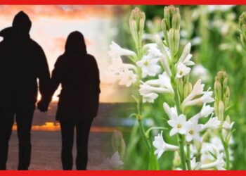 Relationship: দাম্পত্য জীবন বিষিয়ে উঠেছে? রজনীগন্ধার গুণে ফল পাবেন হাতেনাতে