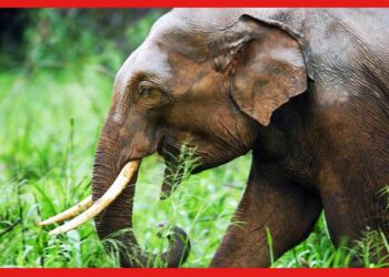 Road block: হাতির হানায় নষ্ট জমির ফসল, ক্ষতিপূরণের দাবিতে পথ অবরোধ গ্রামবাসীদের