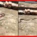 Snake viral video: হাওয়াই চটি নিয়ে পালালো সাপ, হাসির রোল নেট মাধ্যমে