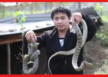 Snake farming: সাপ চাষই এই গ্রামে প্রধান পেশা, কিন্তু কেন?