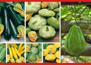 Squash farming: বাড়ির ছোট্ট ব্যালকনিতেই ফলবে স্কোয়াশ! চাষ করুন এই ভাবে