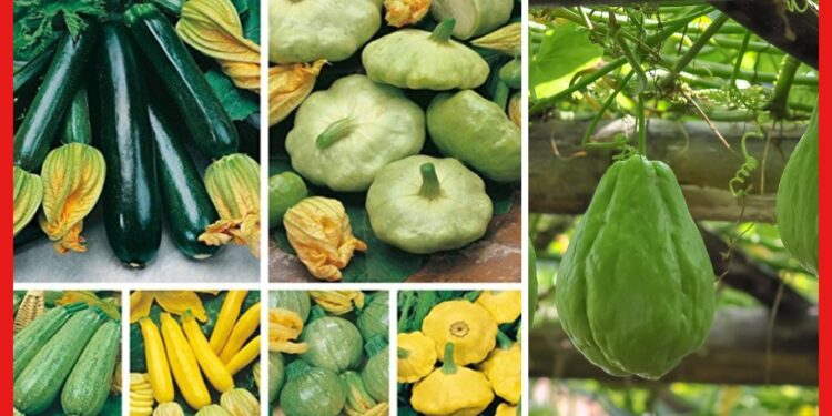 Squash farming: বাড়ির ছোট্ট ব্যালকনিতেই ফলবে স্কোয়াশ! চাষ করুন এই ভাবে