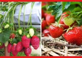 Strawberry farming: বাড়ির ব্যালকনি ভরিয়ে ফেলুন লাল টুকটুকে স্ট্রবেরিতে, নিয়ম জানা আছে?