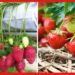 Strawberry farming: বাড়ির ব্যালকনি ভরিয়ে ফেলুন লাল টুকটুকে স্ট্রবেরিতে, নিয়ম জানা আছে?