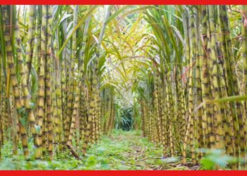 Sugarcane farming at home: ছাদ বাগানে আখ চাষ, শিখে নিন পরিচর্যা
