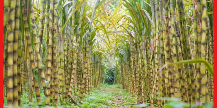 Sugarcane farming at home: ছাদ বাগানে আখ চাষ, শিখে নিন পরিচর্যা