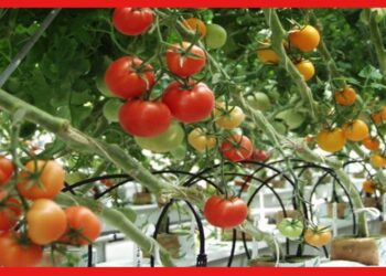 Tomato cultivation: অবসর কাটাতে ব্যস্ততা খুঁজছেন? এই শীতে টবে টমেটো চাষ করুন