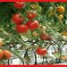 Tomato cultivation: অবসর কাটাতে ব্যস্ততা খুঁজছেন? এই শীতে টবে টমেটো চাষ করুন